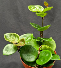 Load image into Gallery viewer, Hoya carnosa 'Amore'
