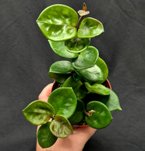 Load image into Gallery viewer, Hoya carnosa 'Amore'
