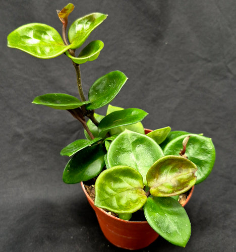 Plants – Page 3 – Cedar Bridge Botanicals