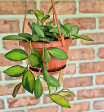Load image into Gallery viewer, Hoya burtoniae variegata
