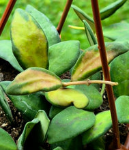 Load image into Gallery viewer, Hoya burtoniae variegata
