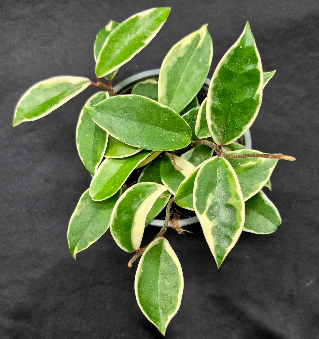 Hoya carnosa variegata