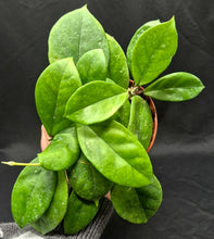 Load image into Gallery viewer, Hoya fungii
