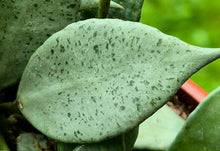 Load image into Gallery viewer, Hoya lacunosa 'Mint'

