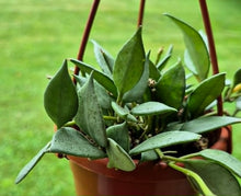 Load image into Gallery viewer, Hoya lacunosa 'Mint'
