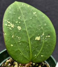 Load image into Gallery viewer, Variegated Dinner Plate Hoya (Hoya latifolia 'Splash')
