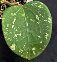 Load image into Gallery viewer, Variegated Dinner Plate Hoya (Hoya latifolia 'Splash')
