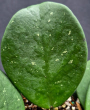 Load image into Gallery viewer, Hoya obovata Splash
