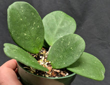 Load image into Gallery viewer, Hoya obovata Splash

