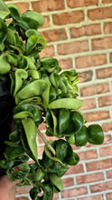 Load image into Gallery viewer, Hoya Rope (Hoya carnosa compacta)
