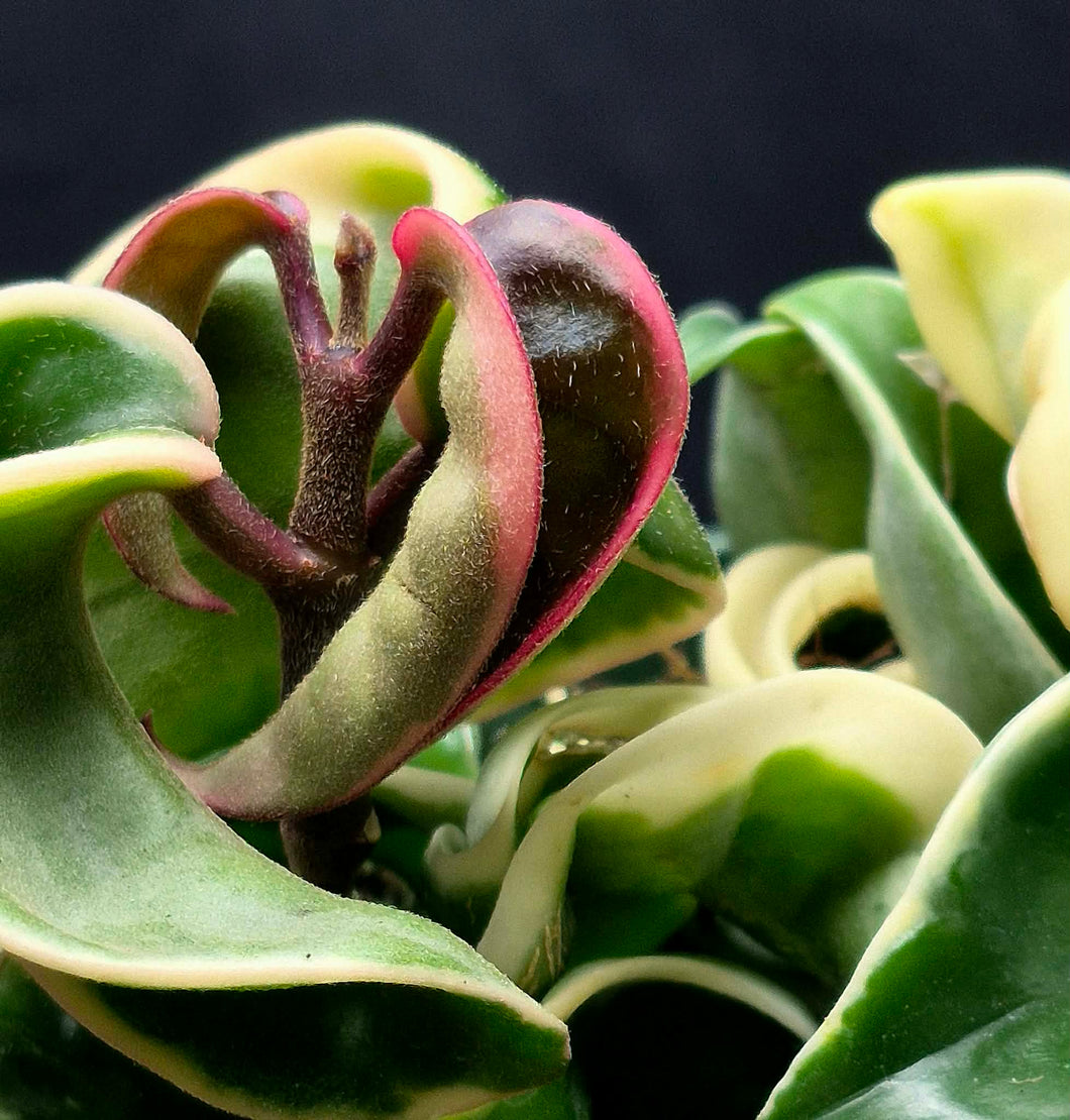 Variegated Hoya Rope (Hoya carnosa compacta variegata) – Cedar Bridge ...