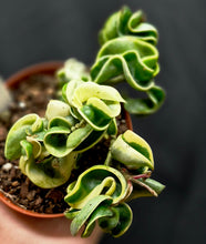 Load image into Gallery viewer, Variegated Hoya Rope (Hoya carnosa compacta variegata)
