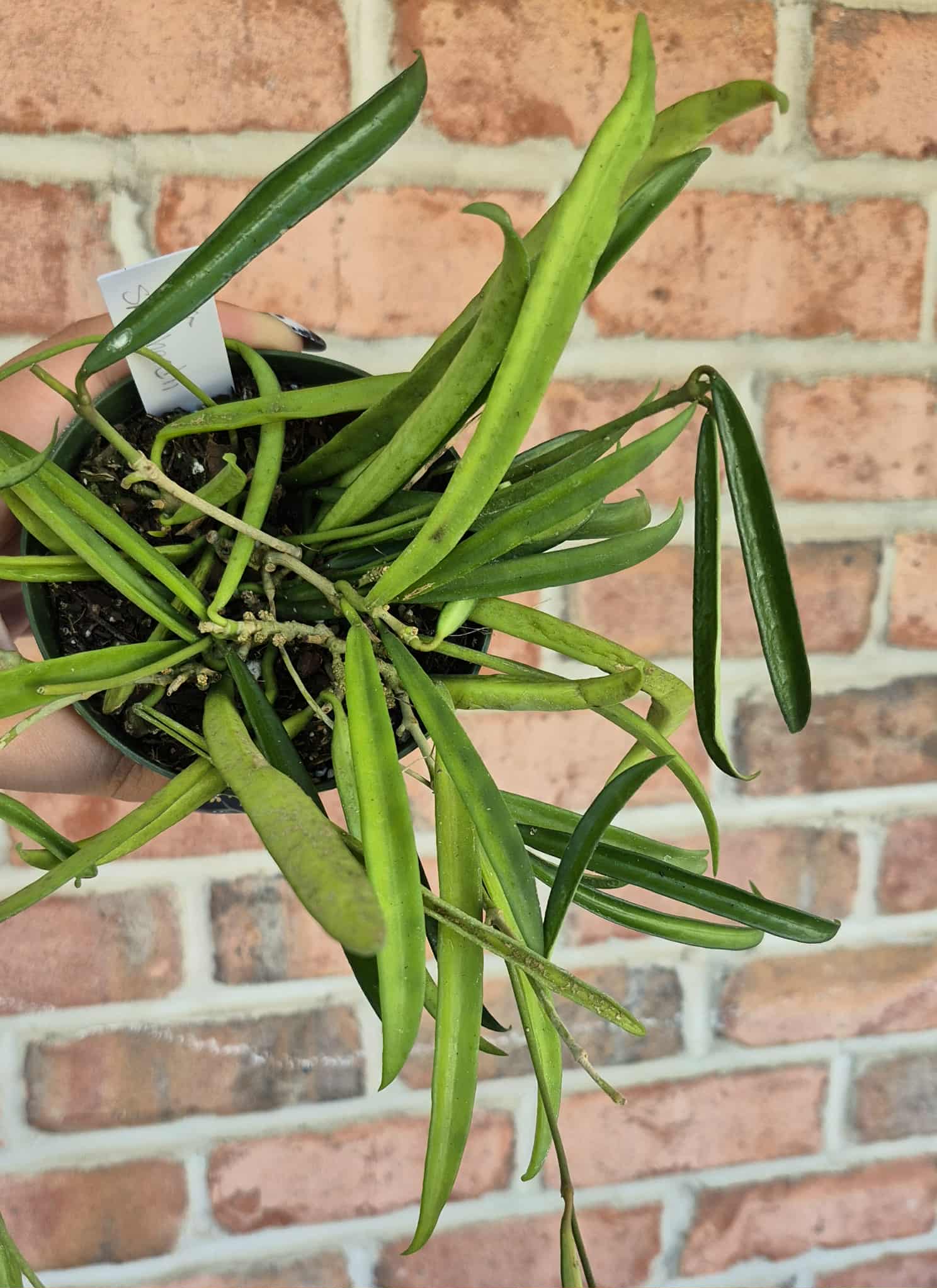 Hoya shepherdii – Cedar Bridge Botanicals