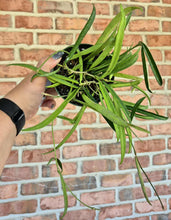 Load image into Gallery viewer, Hoya shepherdii
