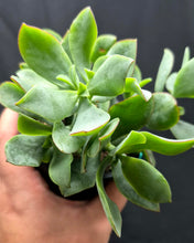 Load image into Gallery viewer, Wavy Jade (Crassula arborescens ssp. undulatifolia)
