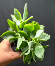 Load image into Gallery viewer, Wavy Jade (Crassula arborescens ssp. undulatifolia)
