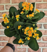 Load image into Gallery viewer, Kalanchoe blossfeldiana
