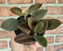 Load image into Gallery viewer, Copper Spoons (Kalanchoe orgyalis)
