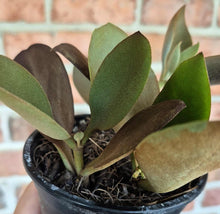 Load image into Gallery viewer, Copper Spoons (Kalanchoe orgyalis)
