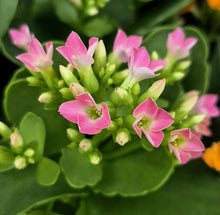 Load image into Gallery viewer, Kalanchoe blossfeldiana
