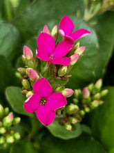 Load image into Gallery viewer, Kalanchoe blossfeldiana
