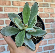 Load image into Gallery viewer, Panda Plant (Kalanchoe tomentosa)
