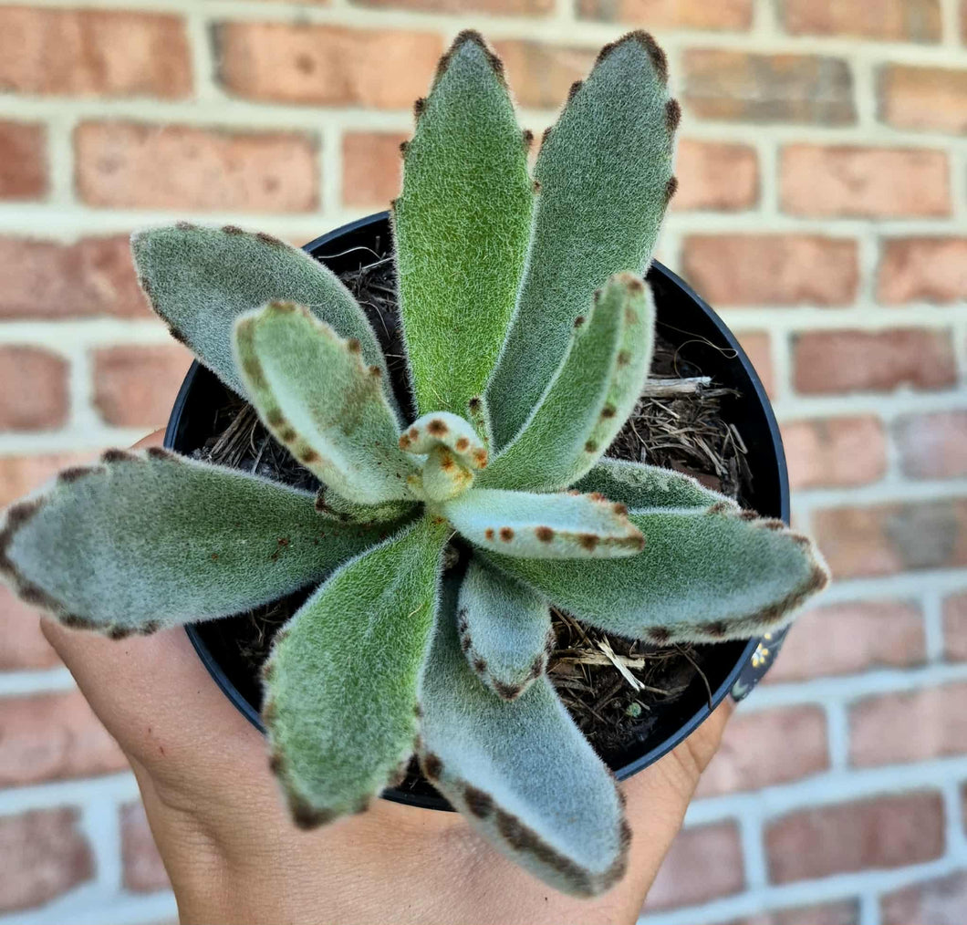 Panda Plant (Kalanchoe tomentosa)