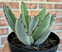 Load image into Gallery viewer, Panda Plant (Kalanchoe tomentosa)
