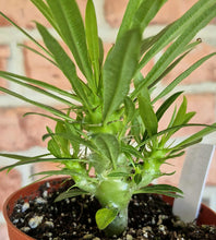 Load image into Gallery viewer, Madagascar Palm (Pachypodium lamerei)
