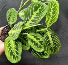 Load image into Gallery viewer, Prayer Plant (Maranta leuconeura)

