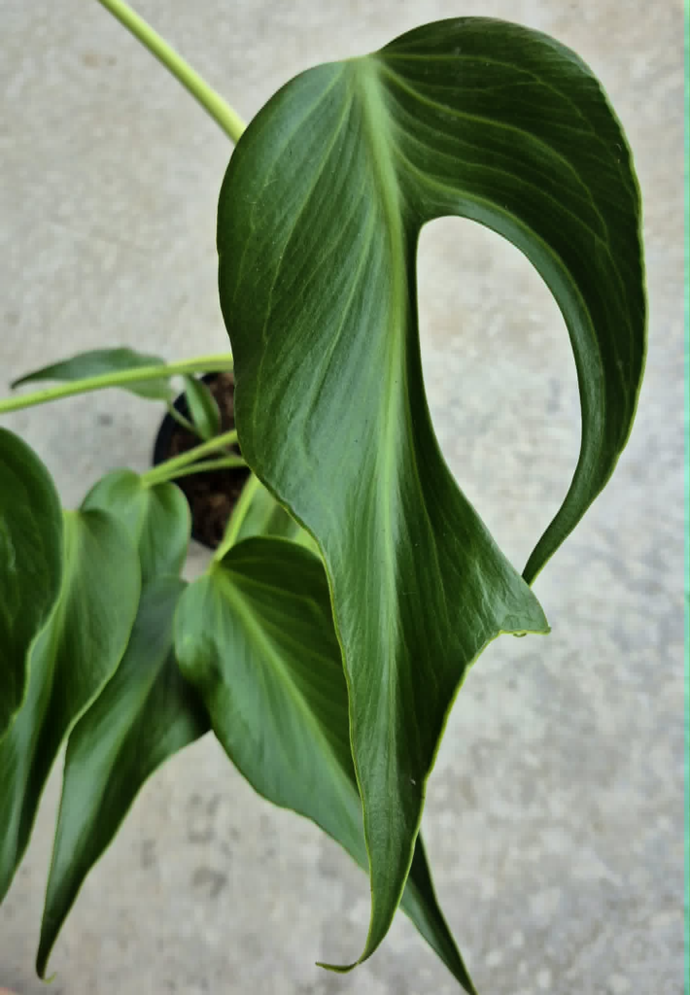 HaaaaaN Canopus 生写真 バラ売り Houseplants – Cedar Bridge Botanicals