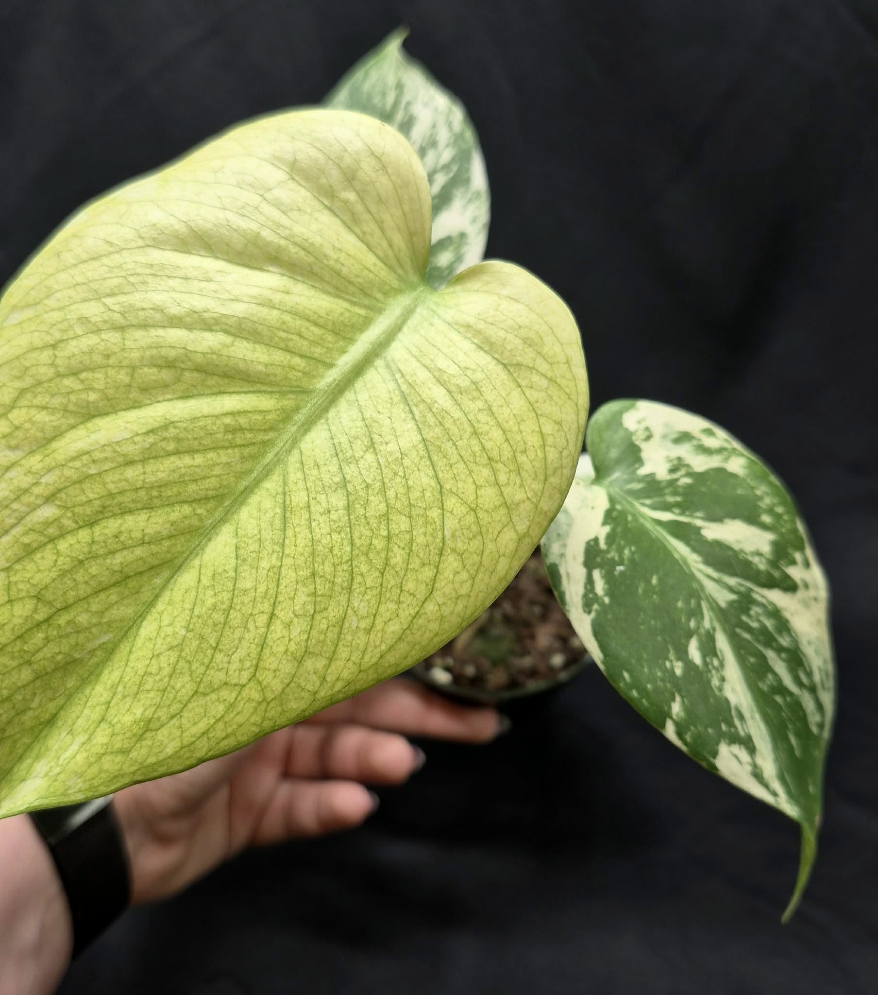 monstera mint seeds Mint Monstera (Monstera 'Mint) – Cedar Bridge Botanicals