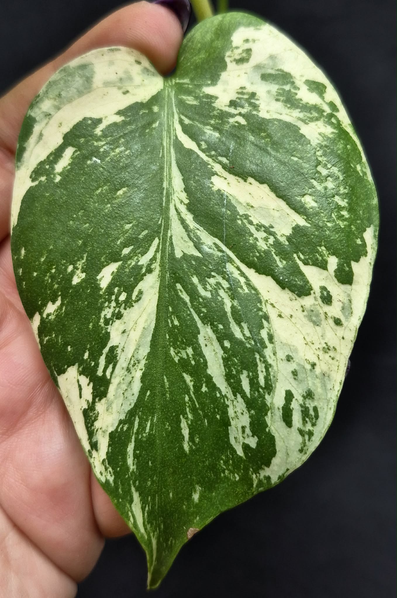 Mint Monstera (Monstera 'Mint) – Cedar Bridge Botanicals