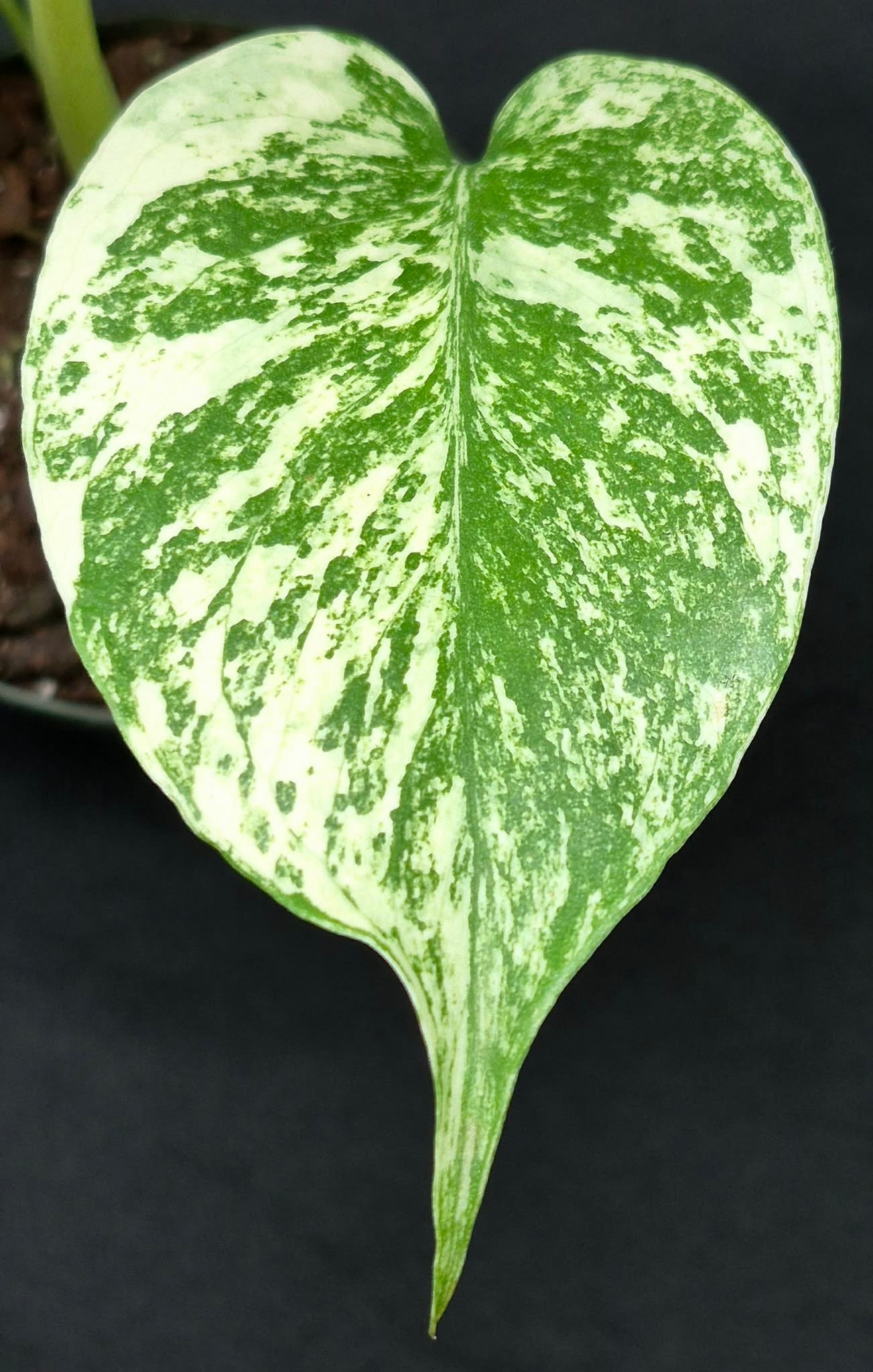 mint pothos Mint Monstera (Monstera 'Mint) – Cedar Bridge Botanicals