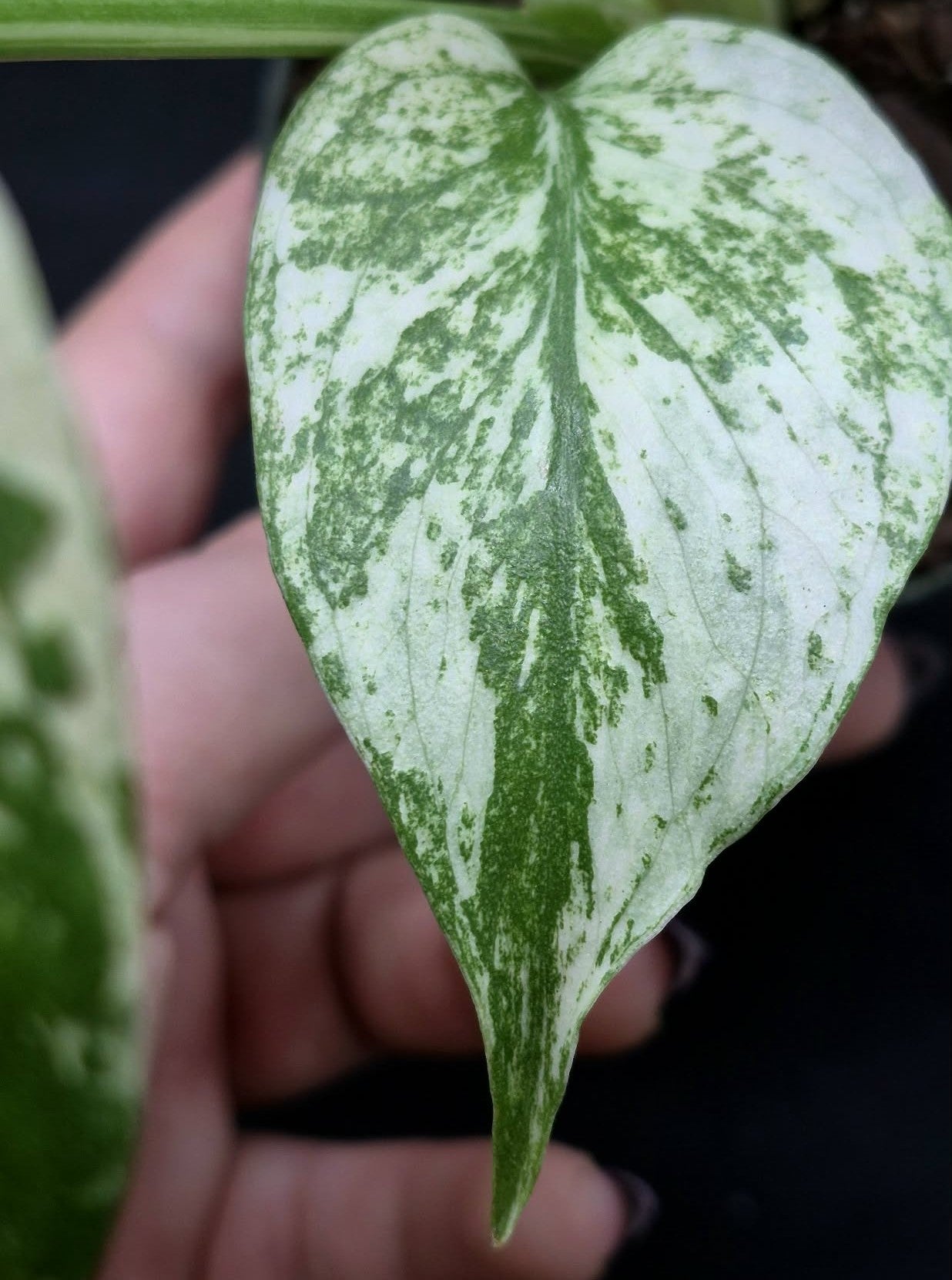 Mint Monstera (Monstera 'Mint) – Cedar Bridge Botanicals