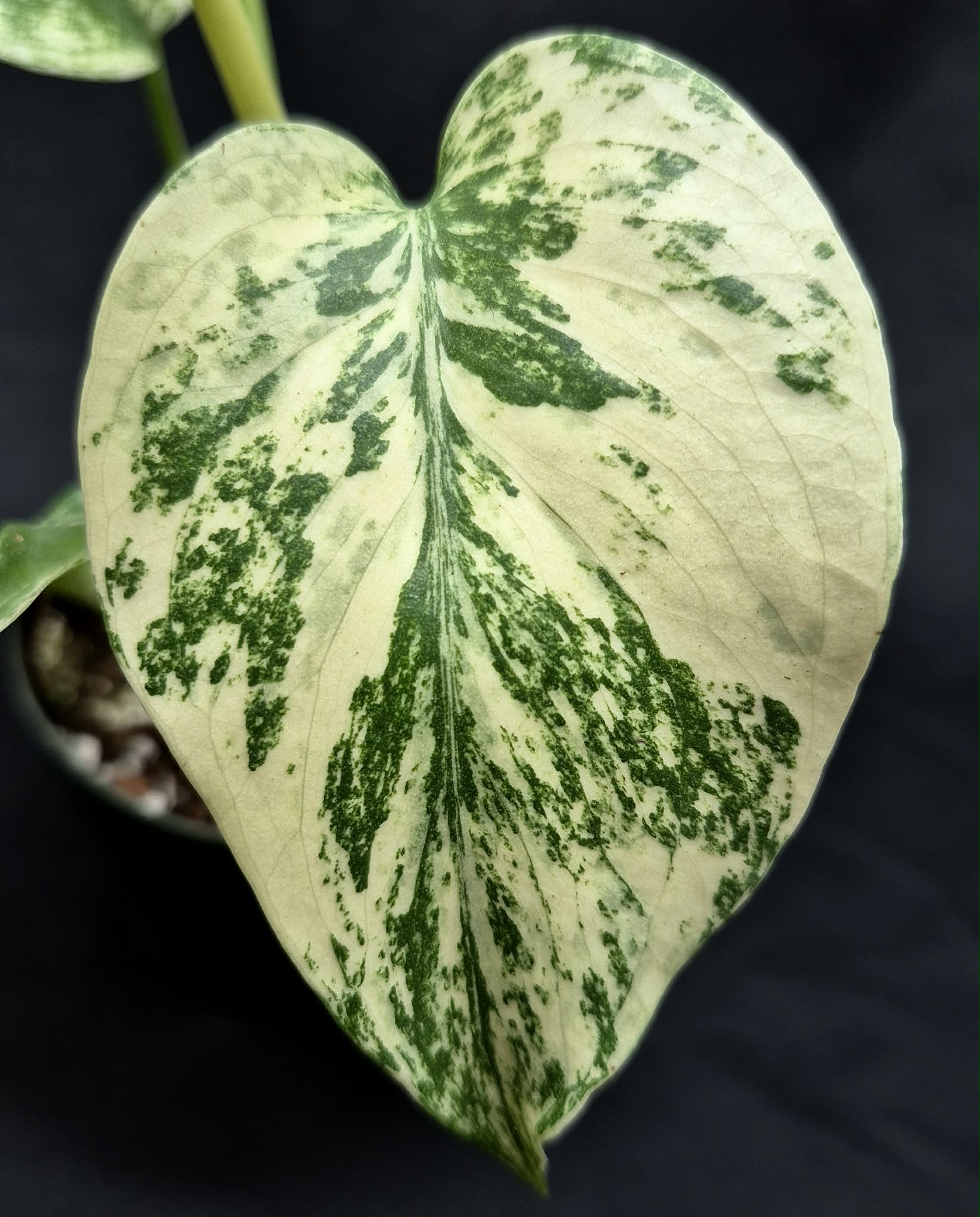 monstera white monster vs mint Mint Monstera (Monstera 'Mint) – Cedar Bridge Botanicals