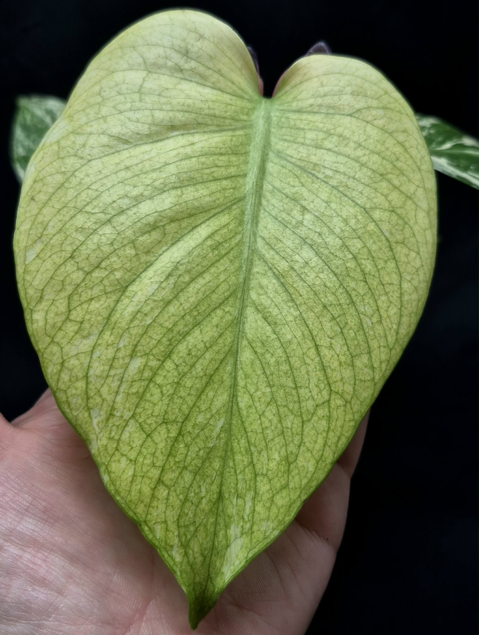 Mint Monstera (Monstera 'Mint) – Cedar Bridge Botanicals