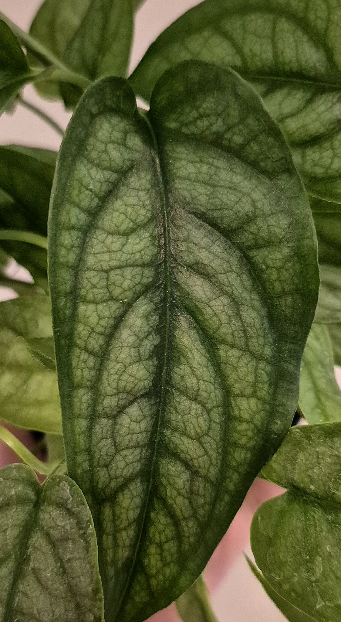 chinese money plant Pilea peperomioides 'Chinese money plant' main image 0