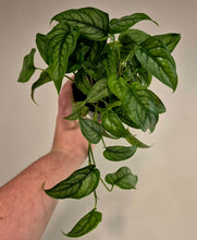 Load image into Gallery viewer, Monstera siltepecana
