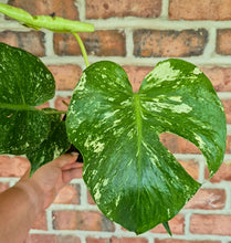 Load image into Gallery viewer, Monstera 'White Monster'
