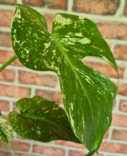Load image into Gallery viewer, Monstera 'White Monster'
