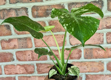 Load image into Gallery viewer, Monstera 'White Monster'
