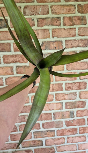 Top view of a tall, thin bromeliad