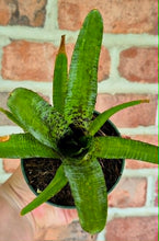 Load image into Gallery viewer, Neoregelia pauciflora
