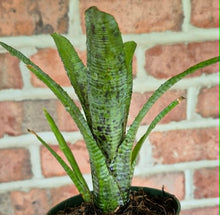 Load image into Gallery viewer, Neoregelia pauciflora
