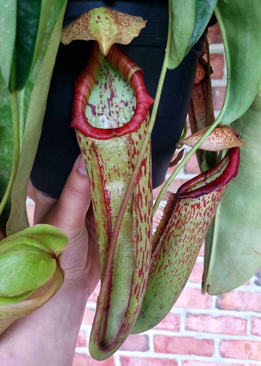 Nepenthes 'Miranda'