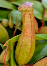 Load image into Gallery viewer, Nepenthes ventricosa
