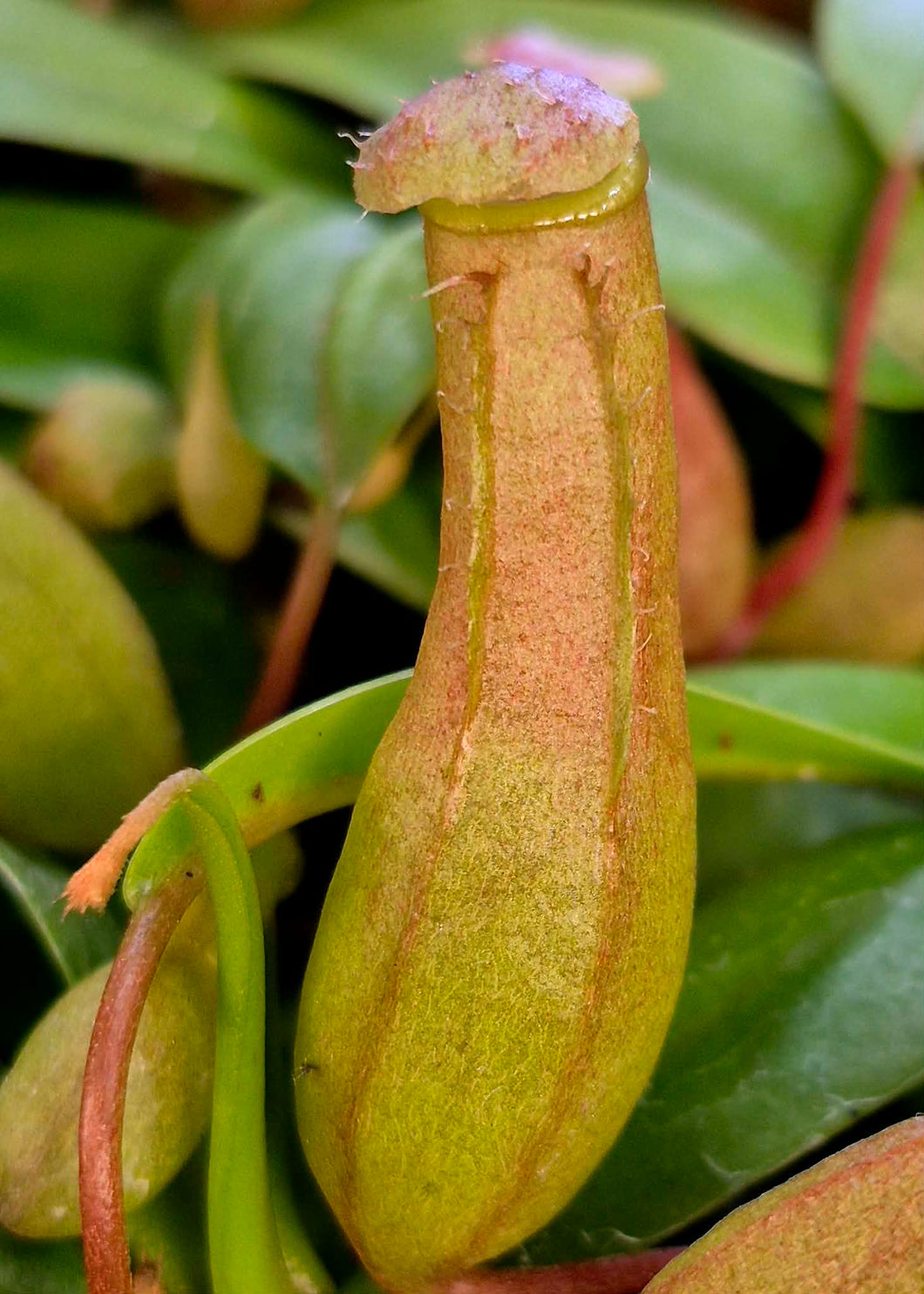 Nepenthes ventricosa – Cedar Bridge Botanicals