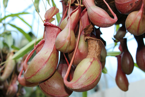 Many Nepenthes ventrata pitchers handing together