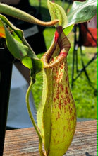 Load image into Gallery viewer, Nepenthes x dyeriana
